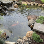 Tynic-water-koi-pond16x9-Small