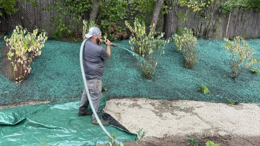 Freshly hydroseeded lawn establishing over graded ground