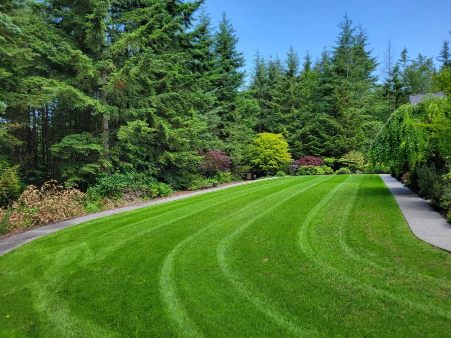 Broad striped lawn curving between mature evergreens