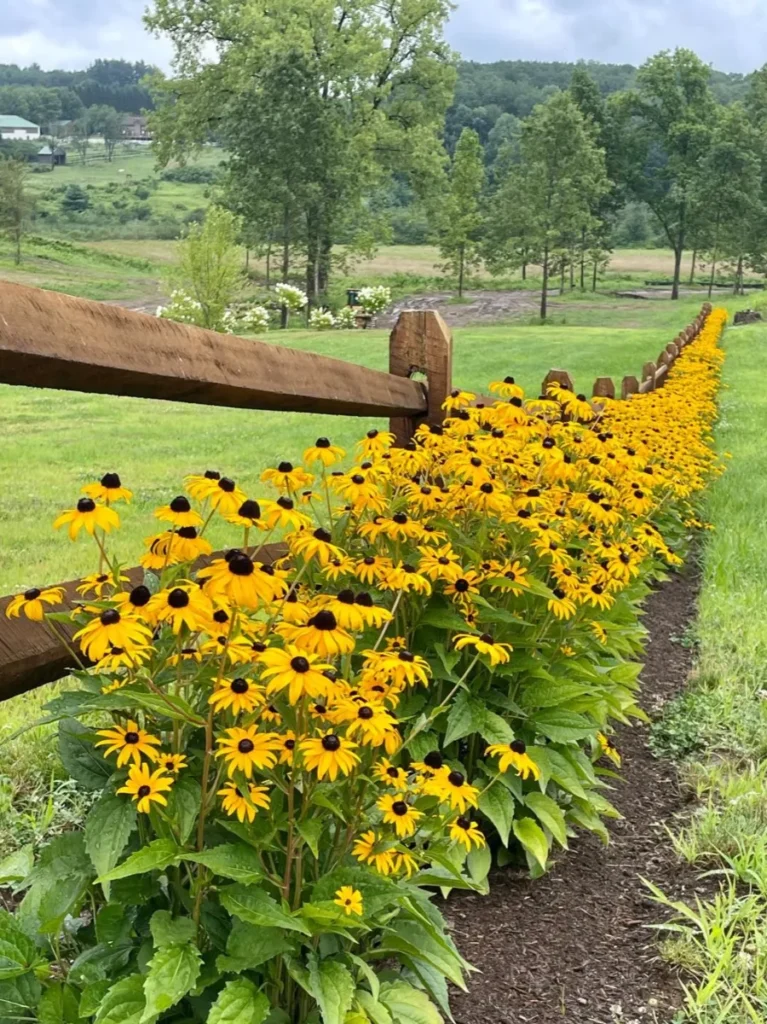 Black-eyed Susans planted the length of a split-rail fence